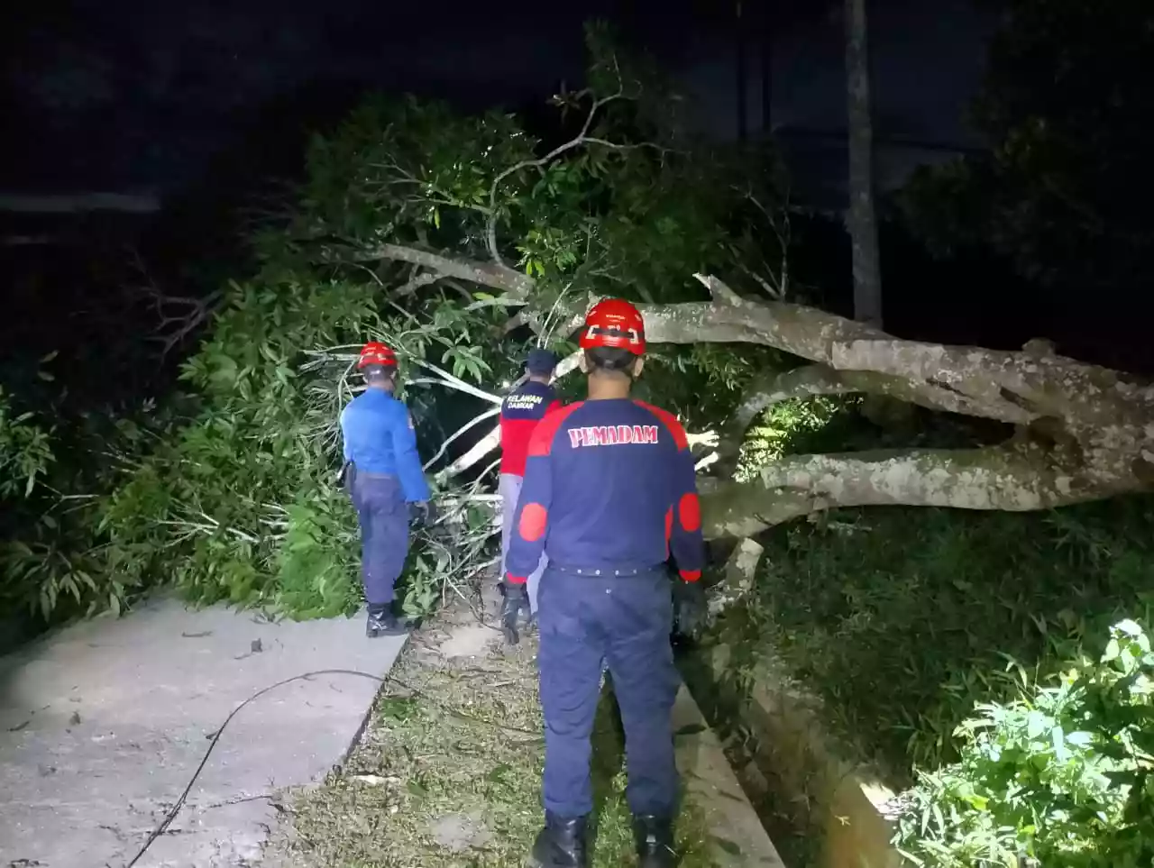 Disdamkartan Bontang Evakuasi Pohon Tumbang, Tutup Akses Jalan Warga Bontang Lestari dan Timpa Kabel Listrik PLN