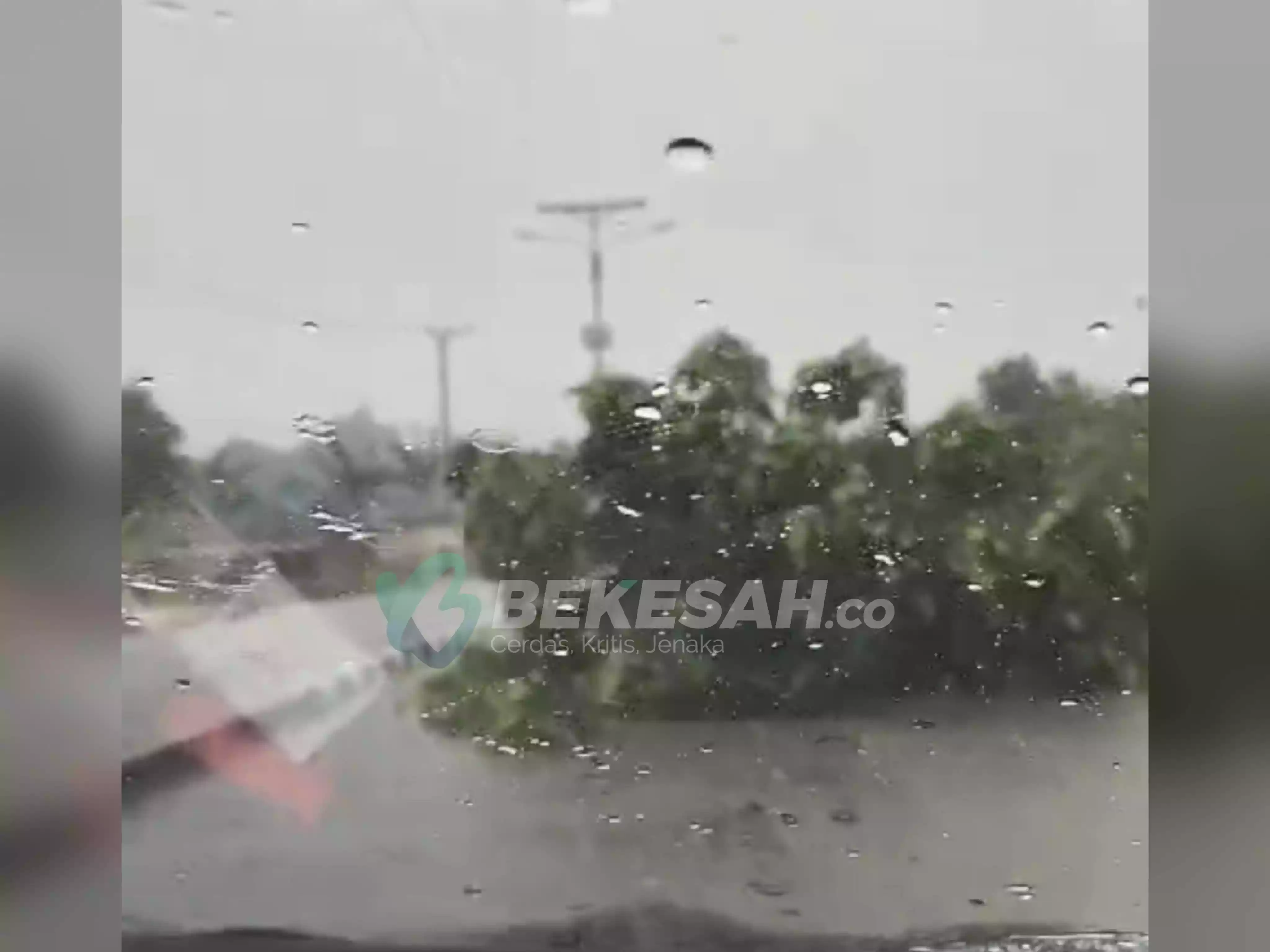 Hujan Deras di Bontang  Pohon Tumbang di Jalan Arif Rahman Hakim Kilometer 3