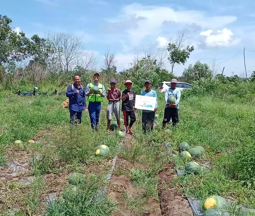 UMKM Binaan Pama Indo Desa Teluk Pandan Gelar Panen Semangka Perdana