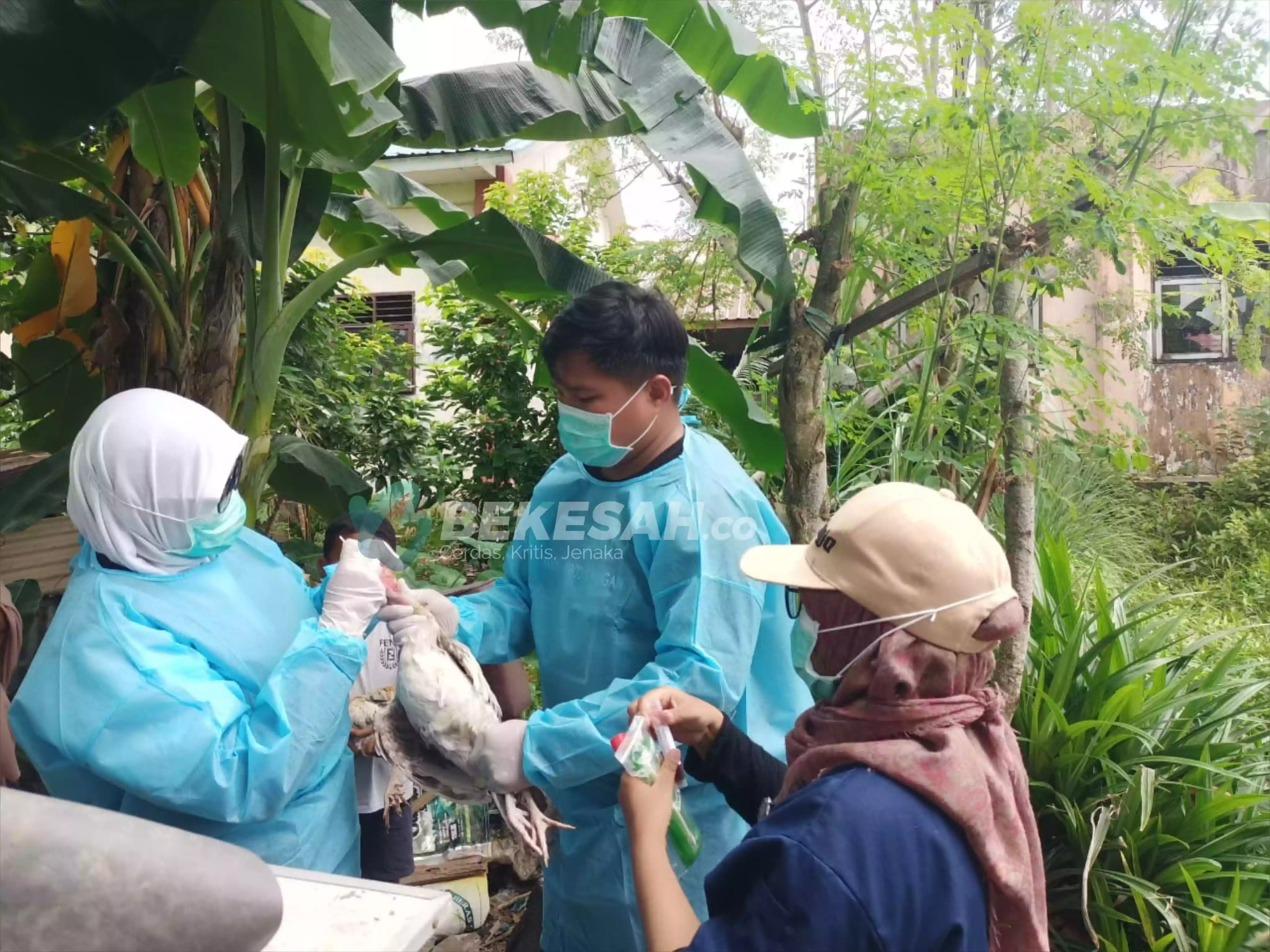 Ayam Kampung Milik Warga Mati Mendadak di Loktuan, DKP3 Sebut Pengaruh Musim