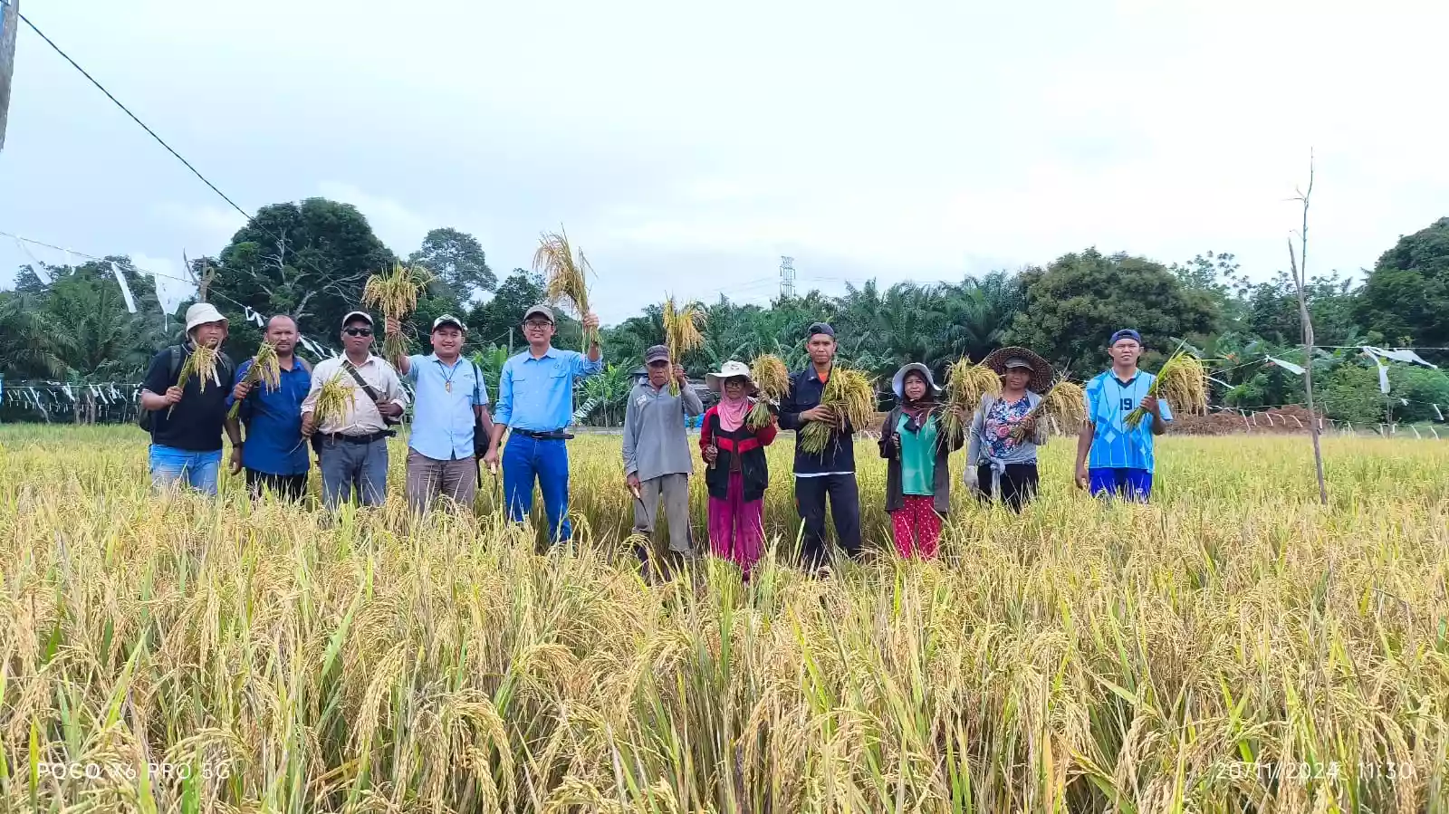 PAMA INDO Bersama LPB PAMA Bessai Berinta Panen Perdana Padi Organik di Teluk Pandan