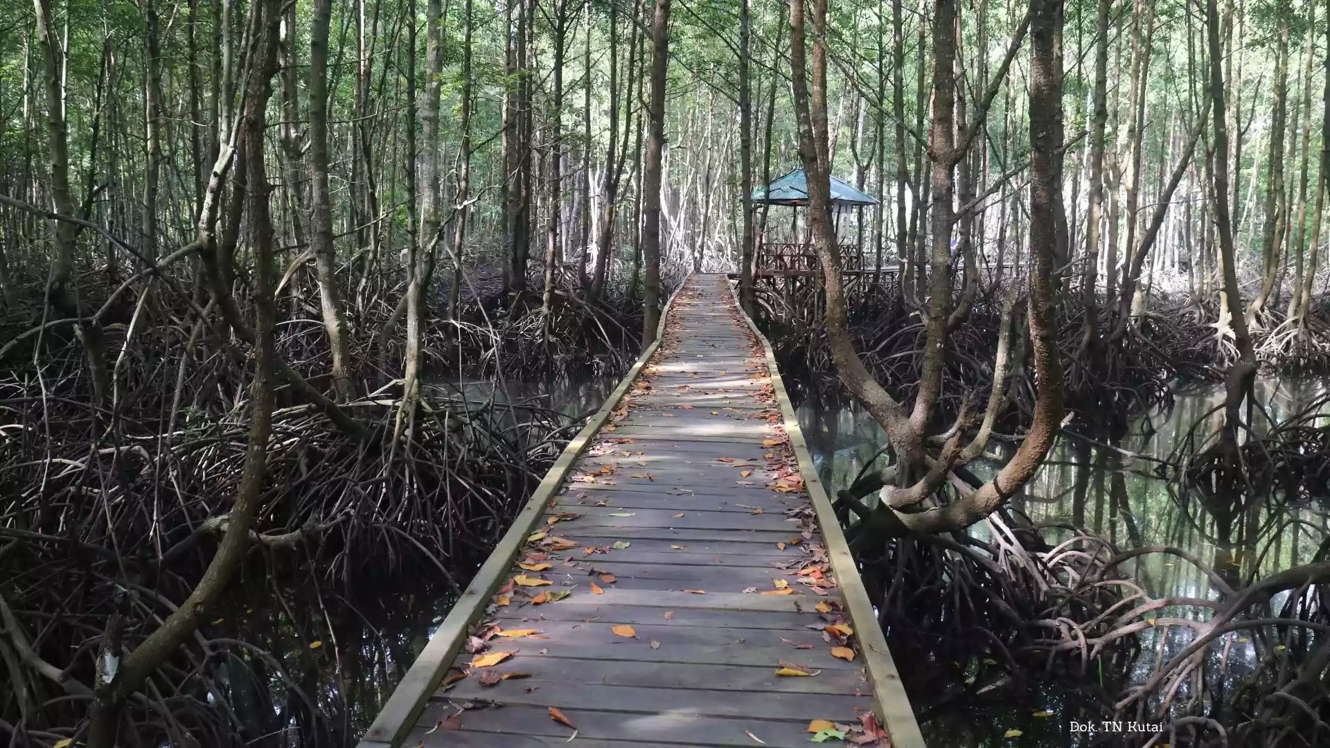 Pengunjung Bontang Mangrove Park Protes soal Tarif Masuk, TNK Sebut Sesuai Peraturan Pemerintah