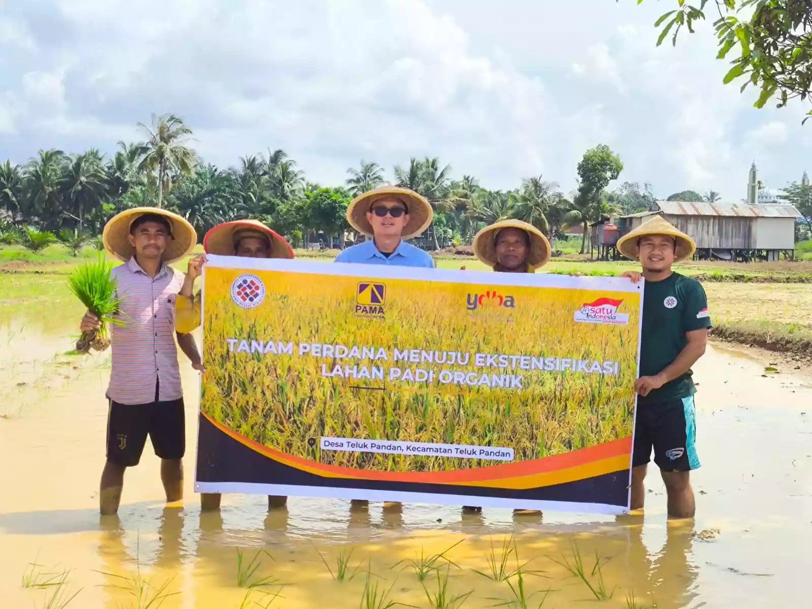 PAMA INDO dan LPB Pama Bessai Berinta Tanam Padi Organik Perdana di Teluk Pandan