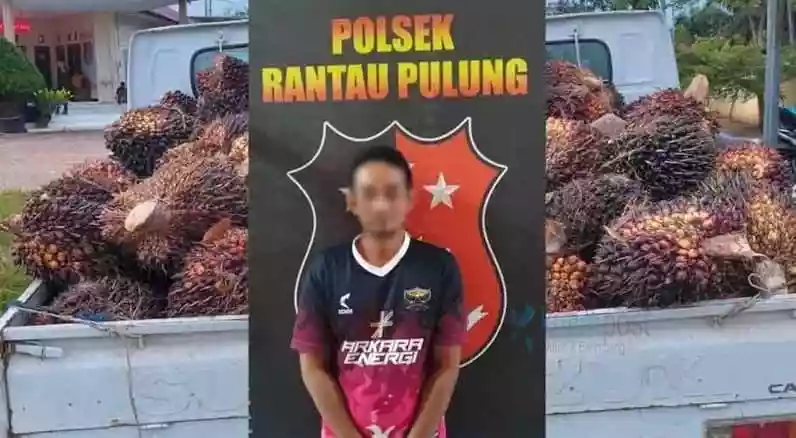 Polsek Rantau Pulung Amankan Pelaku Pencurian Kelapa Sawit di Perkebunan PT KAN