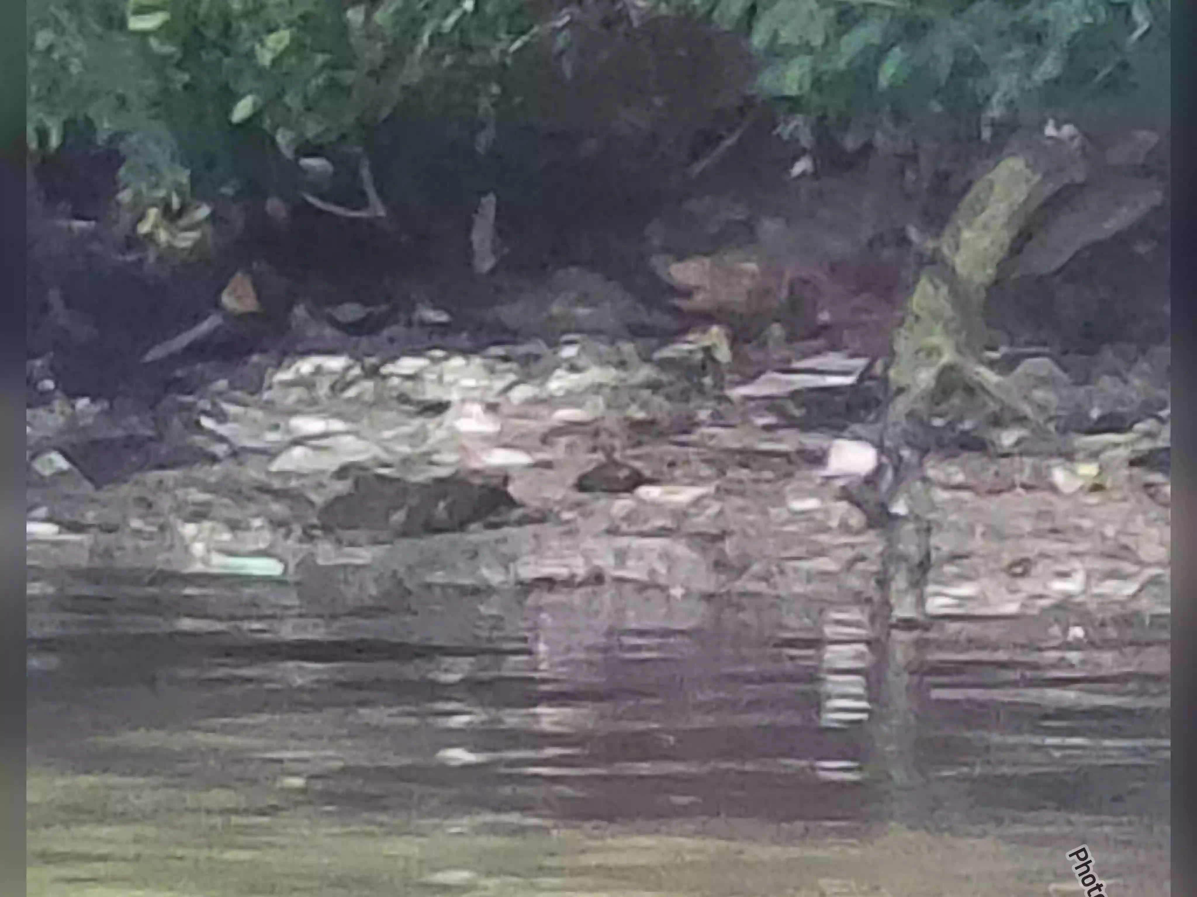 Buaya Muncul Lagi di Tanjung Limau, Warga Waswas