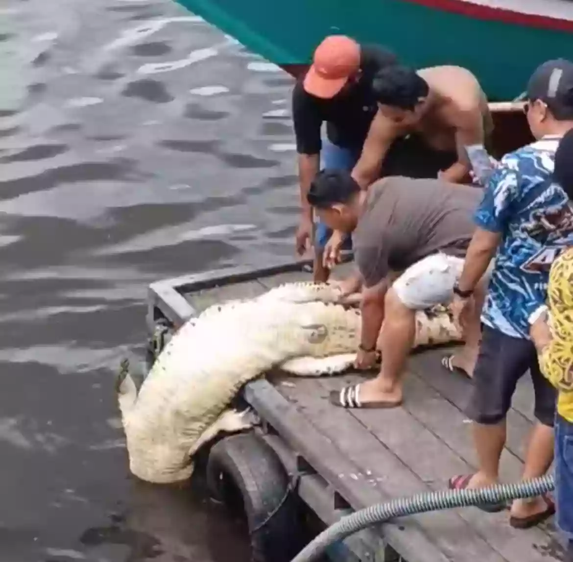 Buaya Sepanjang 3 Meter Ditemukan Mati di Tanjung Limau Bontang