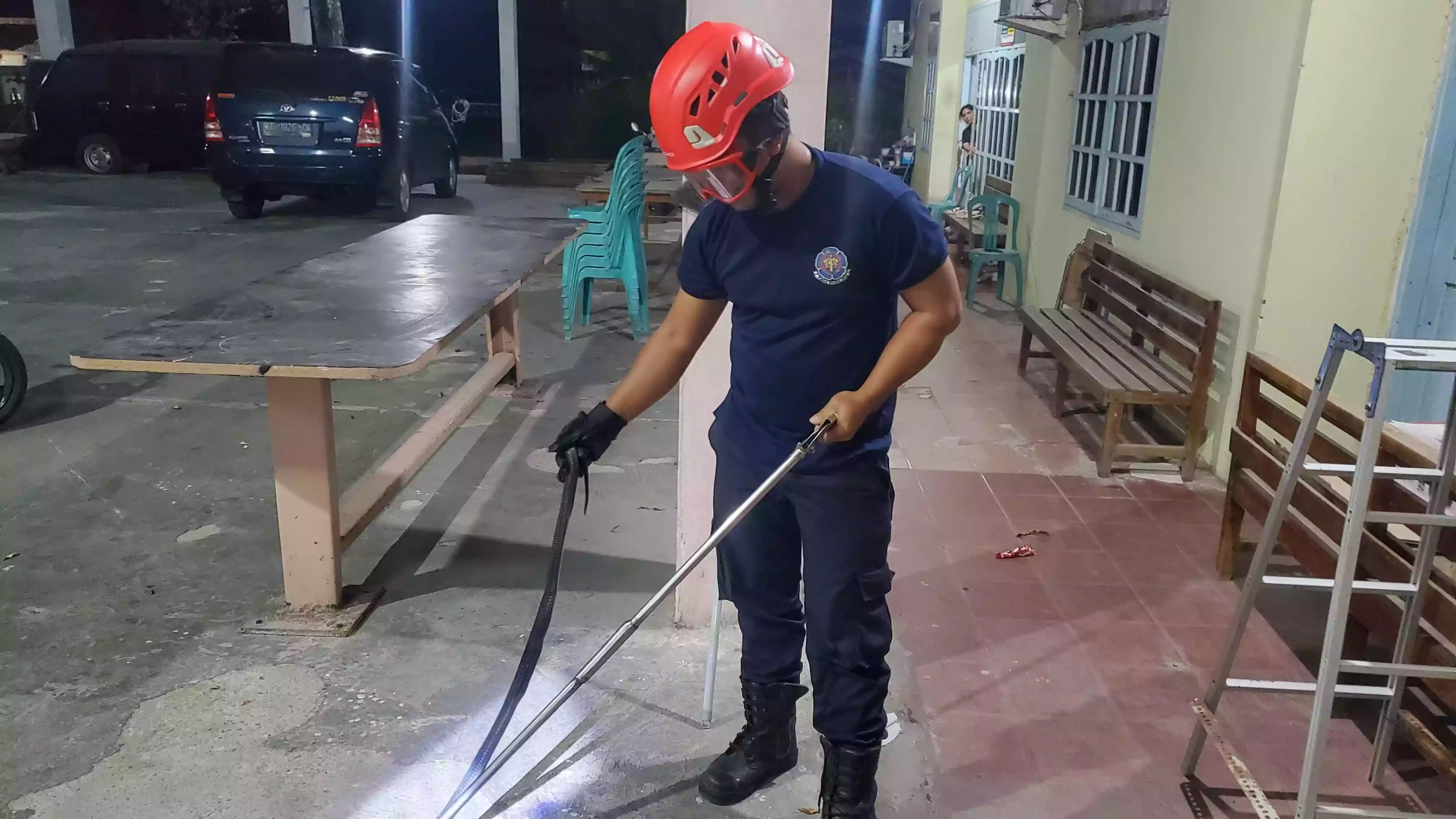 King Cobra Berhasil Dievakuasi dari Sela-sela Kursi Kantor Sekretariat di Berbas Tengah