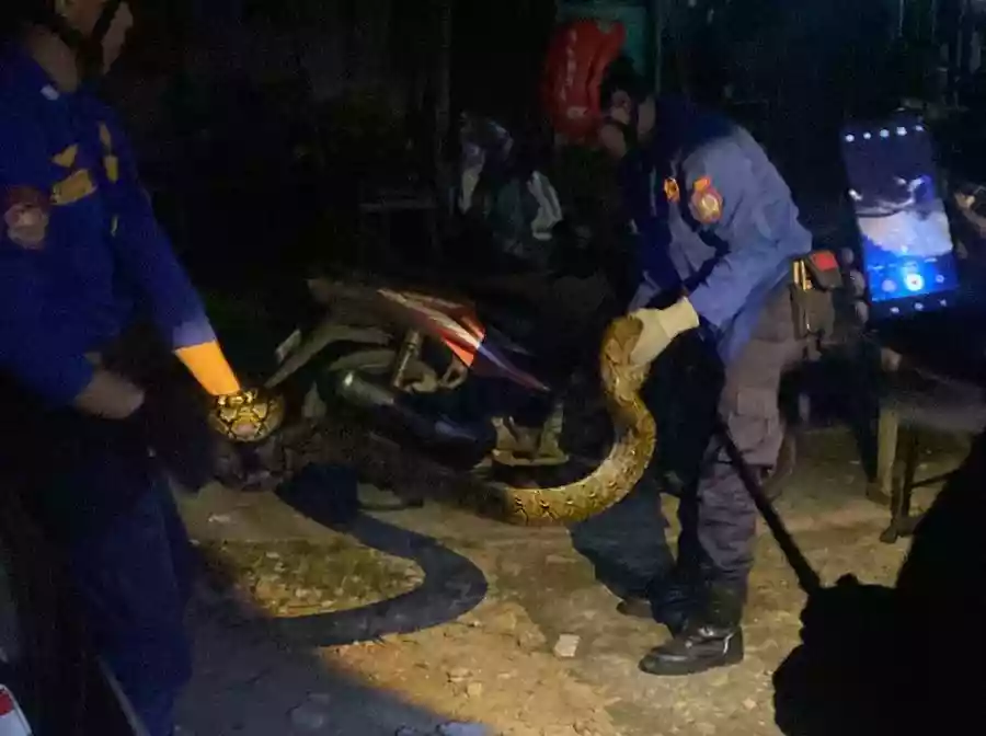 Sembunyi di Tumpukan Kayu, Seekor Ular Piton di Bontang Baru Diamankan