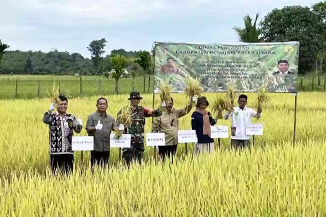 Panen Padi di PPU, Pemerintah Ajak Petani Mandiri Benih
