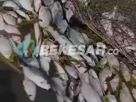 Ikan Mati Massal di Perairan Bontang, Wawali Agus Haris Perintahkan DLH Investigasi Cepat