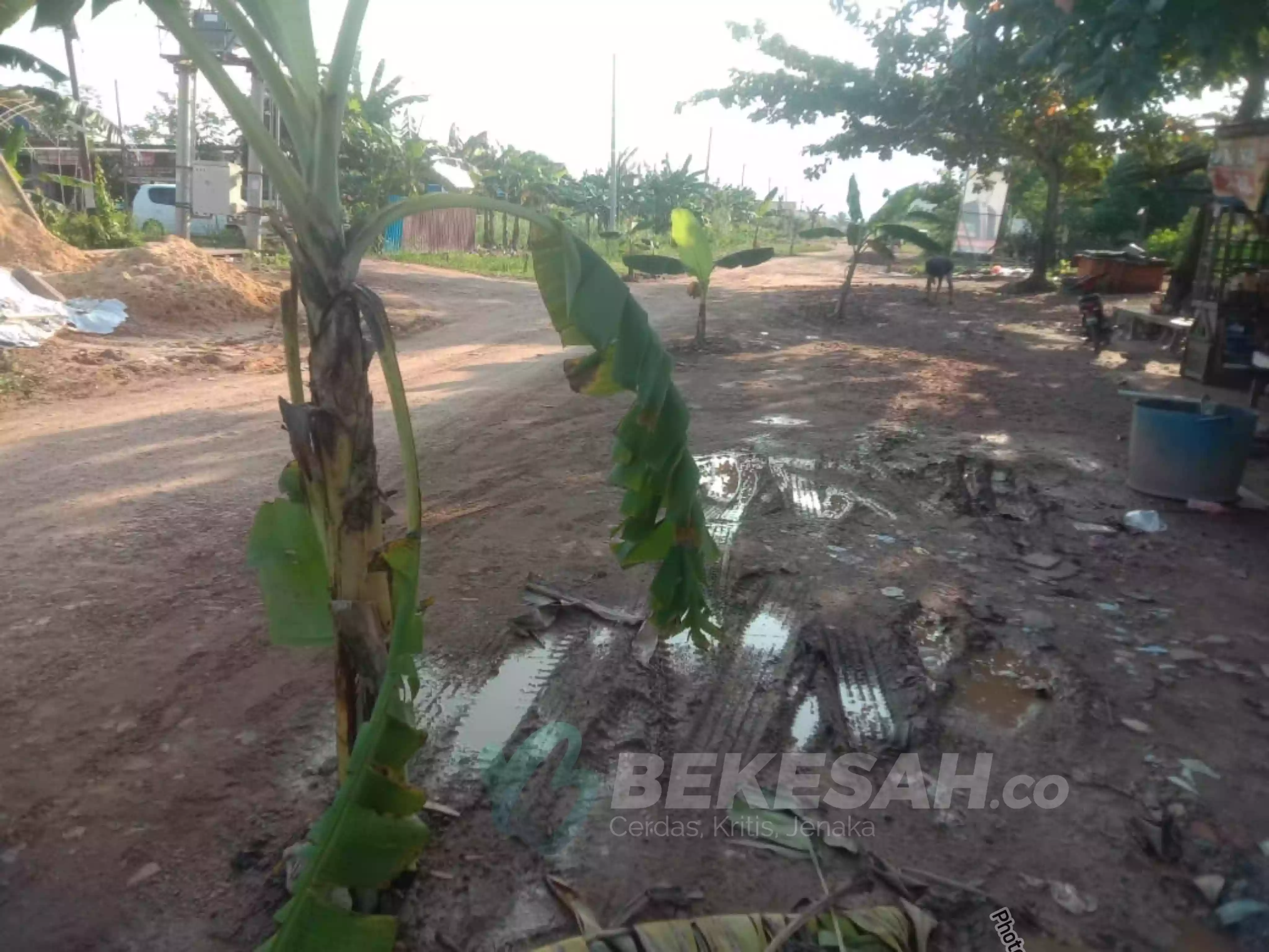 Protes Jalan Rusak, Warga Kutim Tanam Pohon Pisang di Tengah Jalan