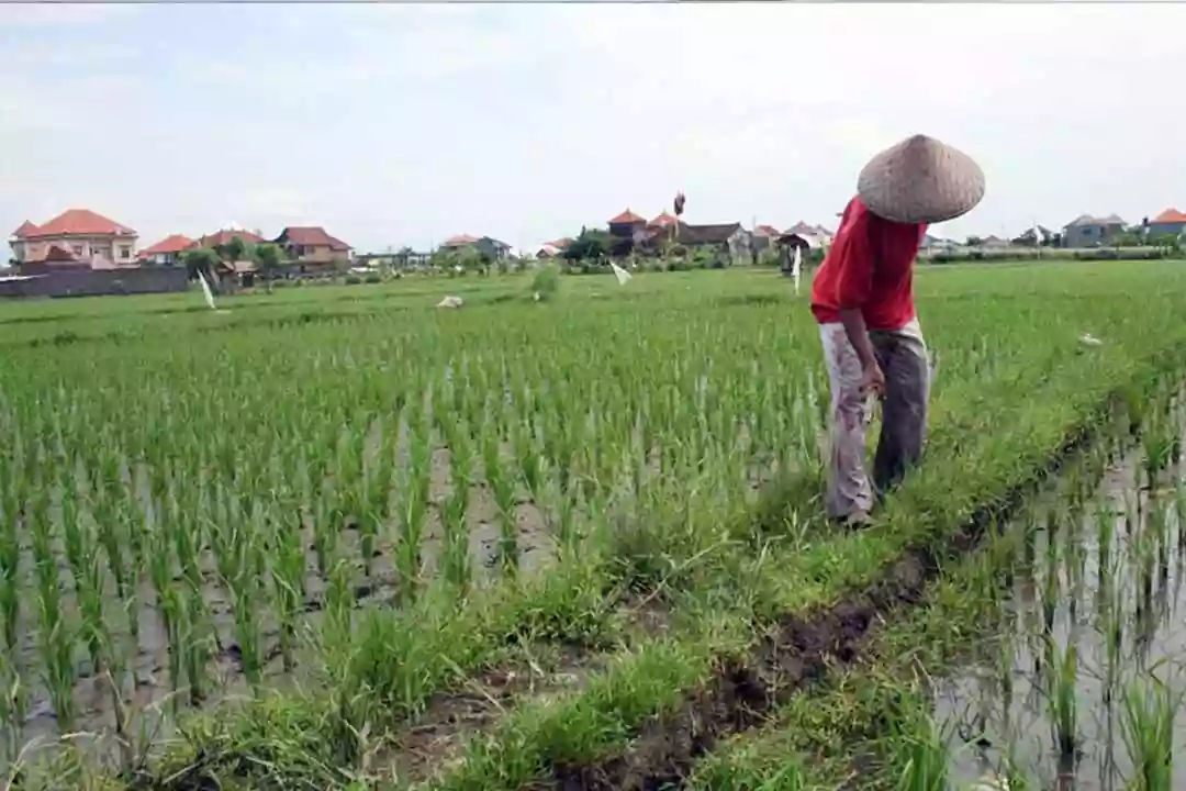 PPU Bangun Sentra Benih di Waru, Targetkan Swasembada Benih Padi