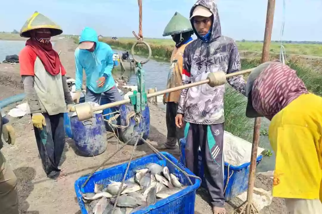 Produksi Ikan di PPU Surplus, Ketahanan Pangan dan Industri Perikanan Terjaga