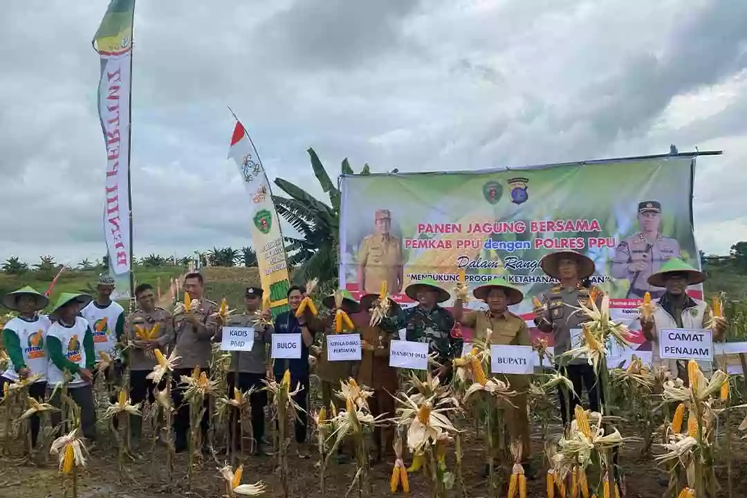 Panen Raya Jagung di Girimukti Diharapkan Tingkatkan Swasembada Pangan PPU