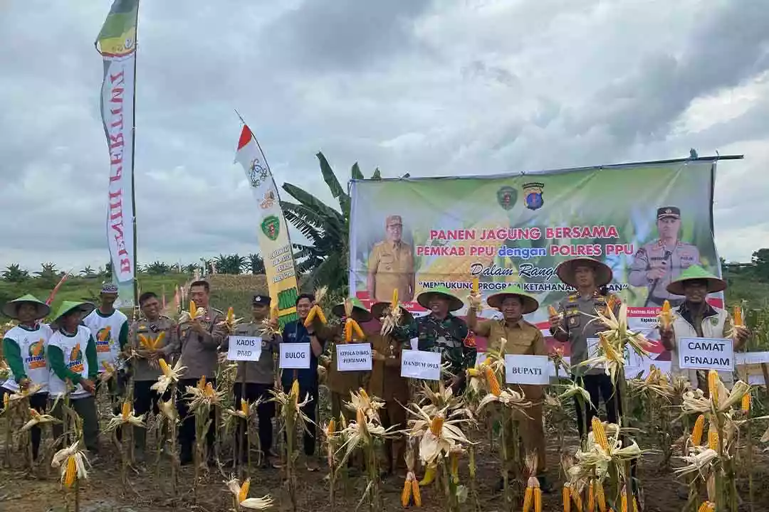 Panen Raya Jagung di Girimukti Diharapkan Tingkatkan Swasembada Pangan PPU