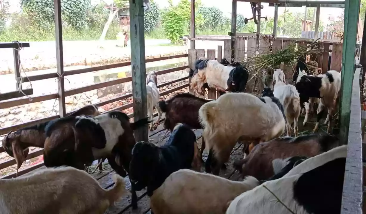 Jelang Idul Adha, Pemkot Bontang Bakal Periksa Kesehatan Hewan Kurban