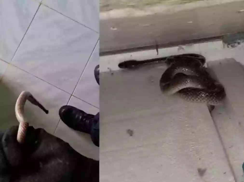 Bikin Panik, Ular Masuk Rumah Warga Gunung Elai