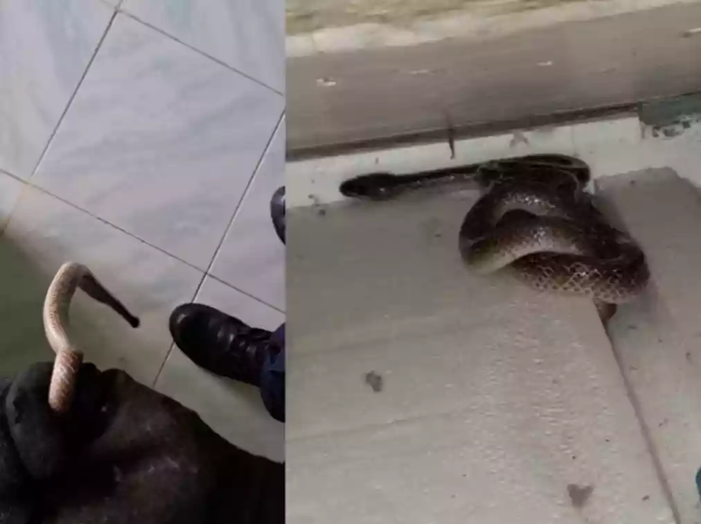 Bikin Panik, Ular Masuk Rumah Warga Gunung Elai