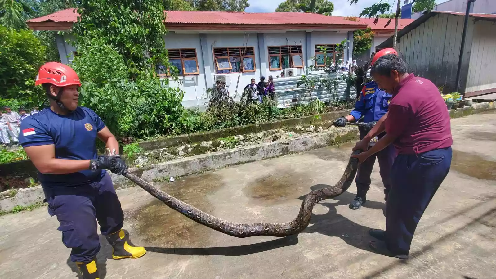 Sembunyi di Semak-semak Pekarangan Rumah Warga, Seekor Ular Piton di Berbas Diamankan