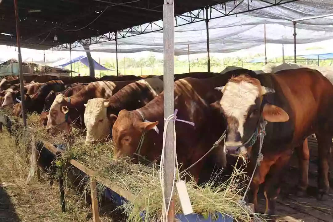 Jelang Idul Adha, 1.200 Ekor Hewan Kurban Siap Disalurkan di Penajam