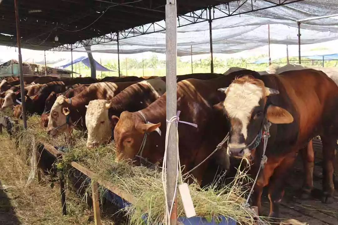 Jelang Idul Adha, 1.200 Ekor Hewan Kurban Siap Disalurkan di Penajam