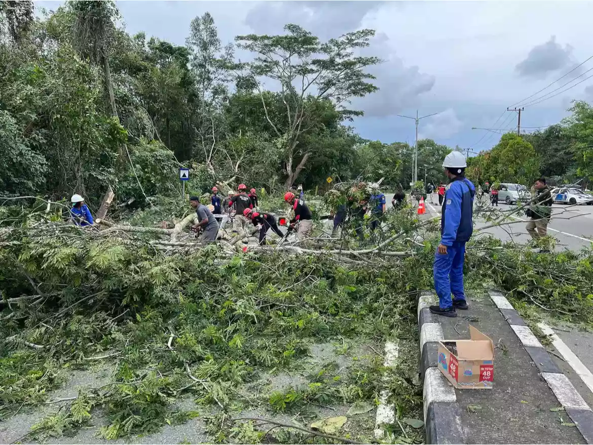 Bahayakan Pengendara, Pemkot Bontang Tebang Pohon-pohon Rawan Tumbang  Depan SMP YPK