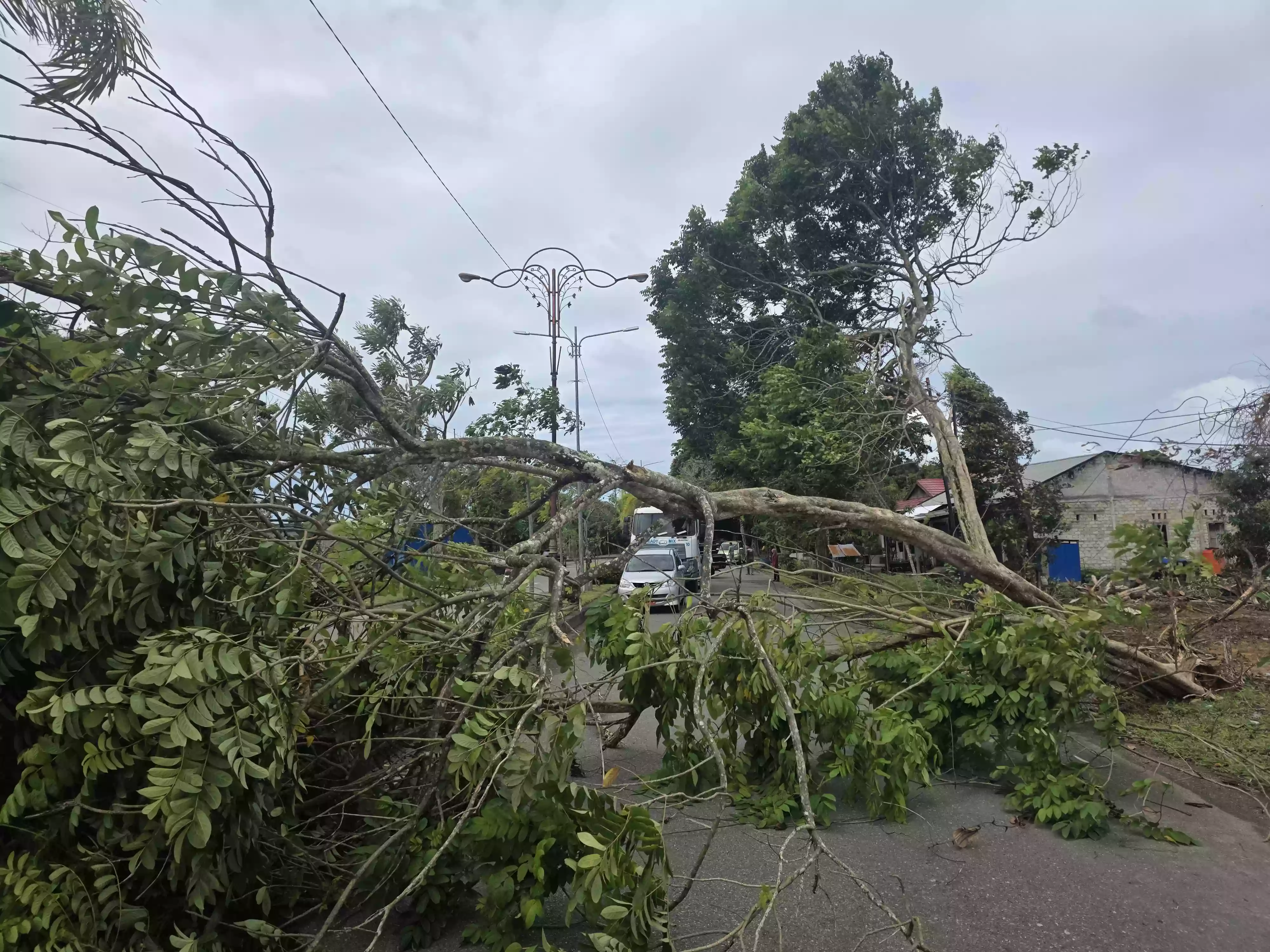 Angin Kencang, Pohon Tumbang Dekat Kantor Wali Kota Bontang di Bonles, Kendaraan Putar Balik