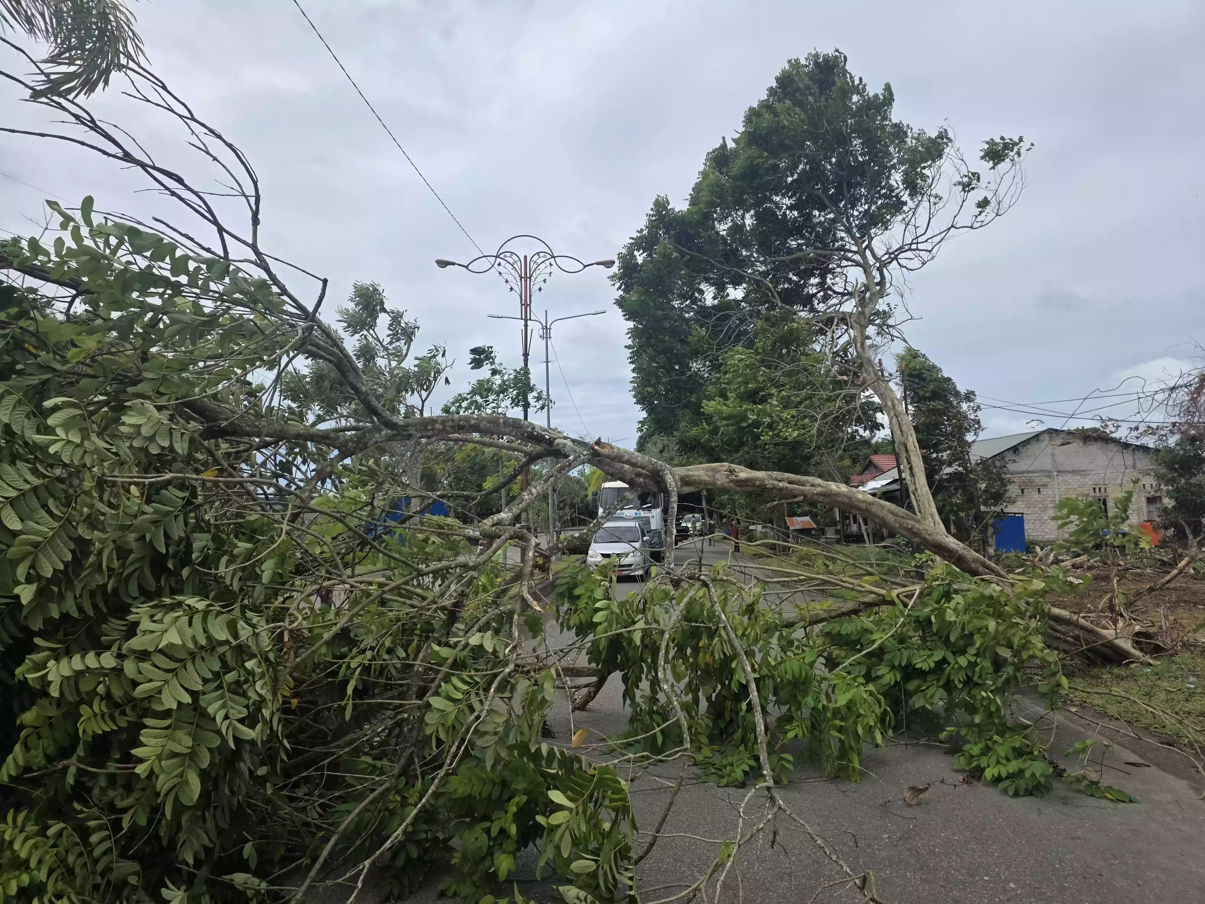 Angin Kencang, Pohon Tumbang Dekat Kantor Wali Kota Bontang di Bonles, Kendaraan Putar Balik