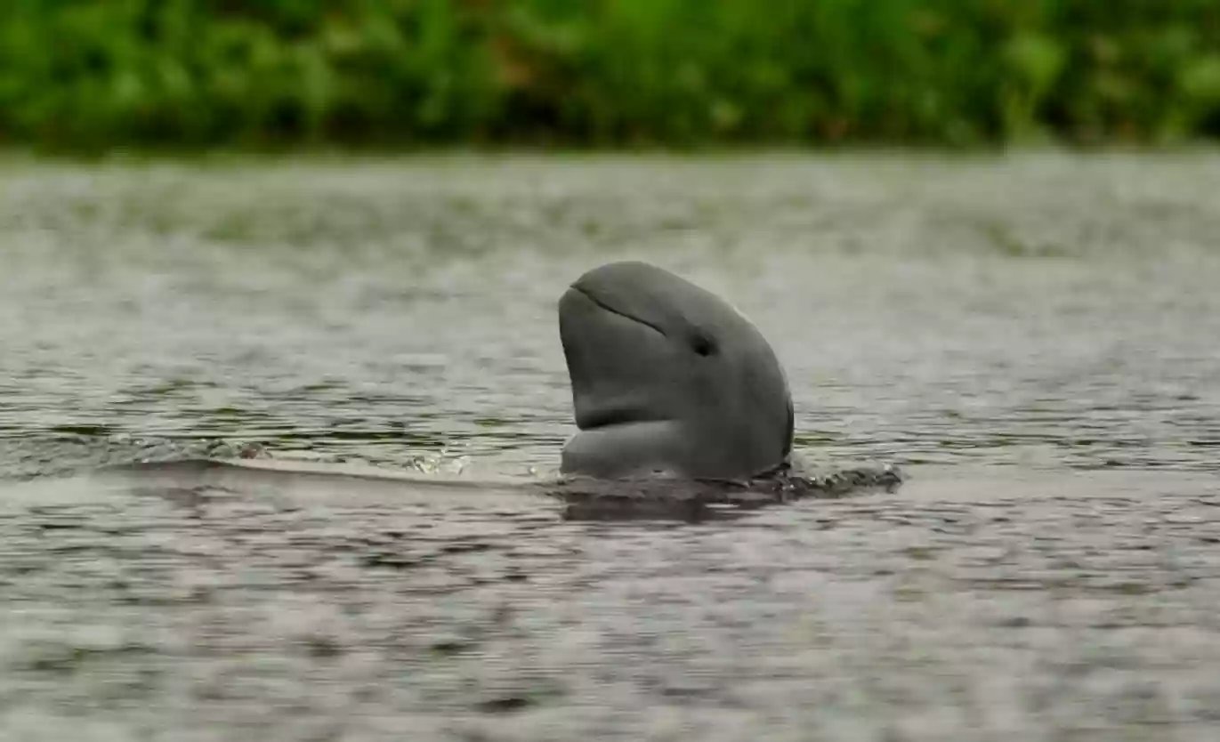 Critically Endangered Pesut Mahakam Menuju Kepunahan