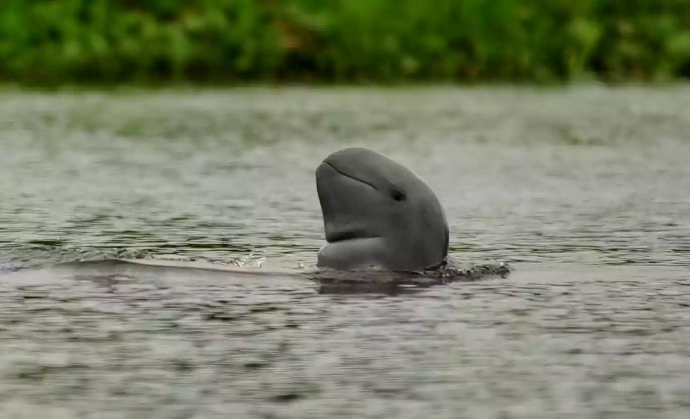 Critically Endangered Pesut Mahakam Menuju Kepunahan