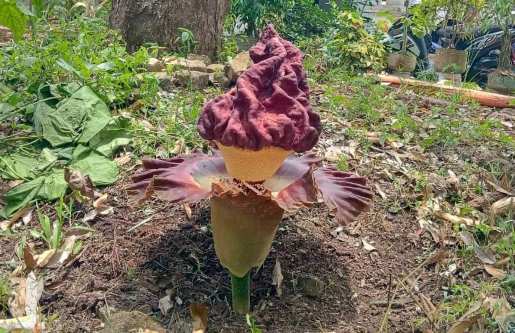 Viral! Bunga Bangkai Tumbuh di Pekarangan Rumah Warga Bontang, Kok Bisa?
