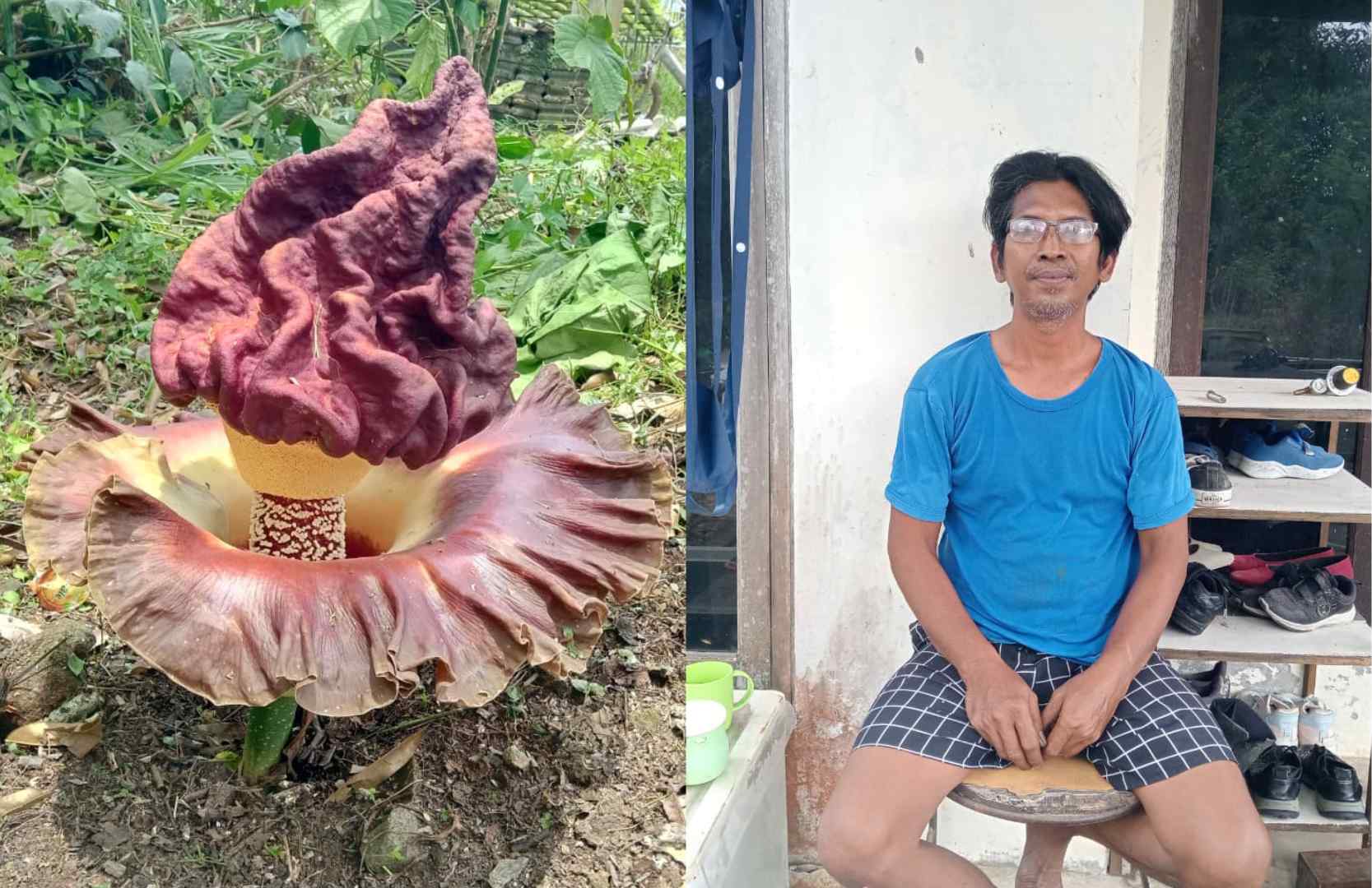 Di Balik Tumbuhnya Bunga Bangkai di Bontang: Ketahanan Pangan Keluarga (2-Habis)