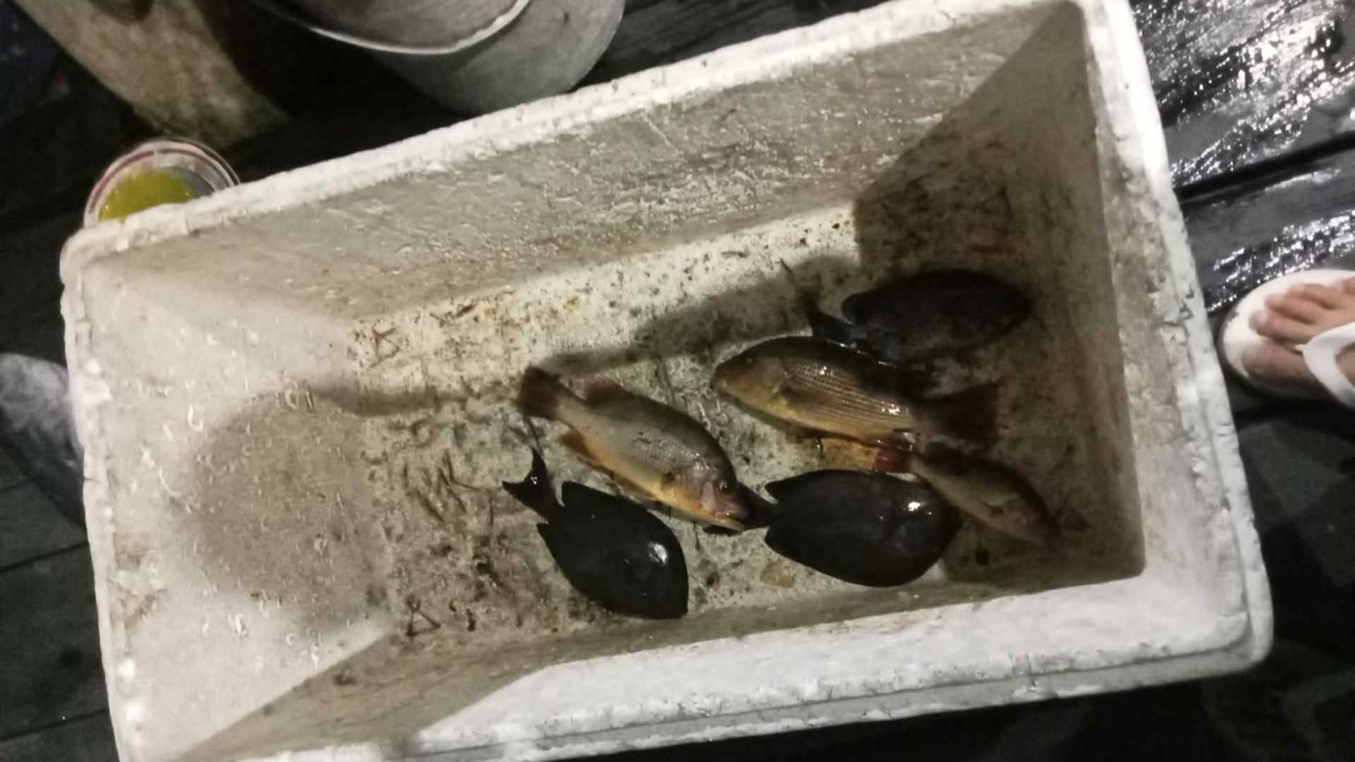 BREAKING NEWS: Banyak Ikan Mendadak Mati di Selambai Loktuan Bontang Hari Ini, Apa Sebabnya?
