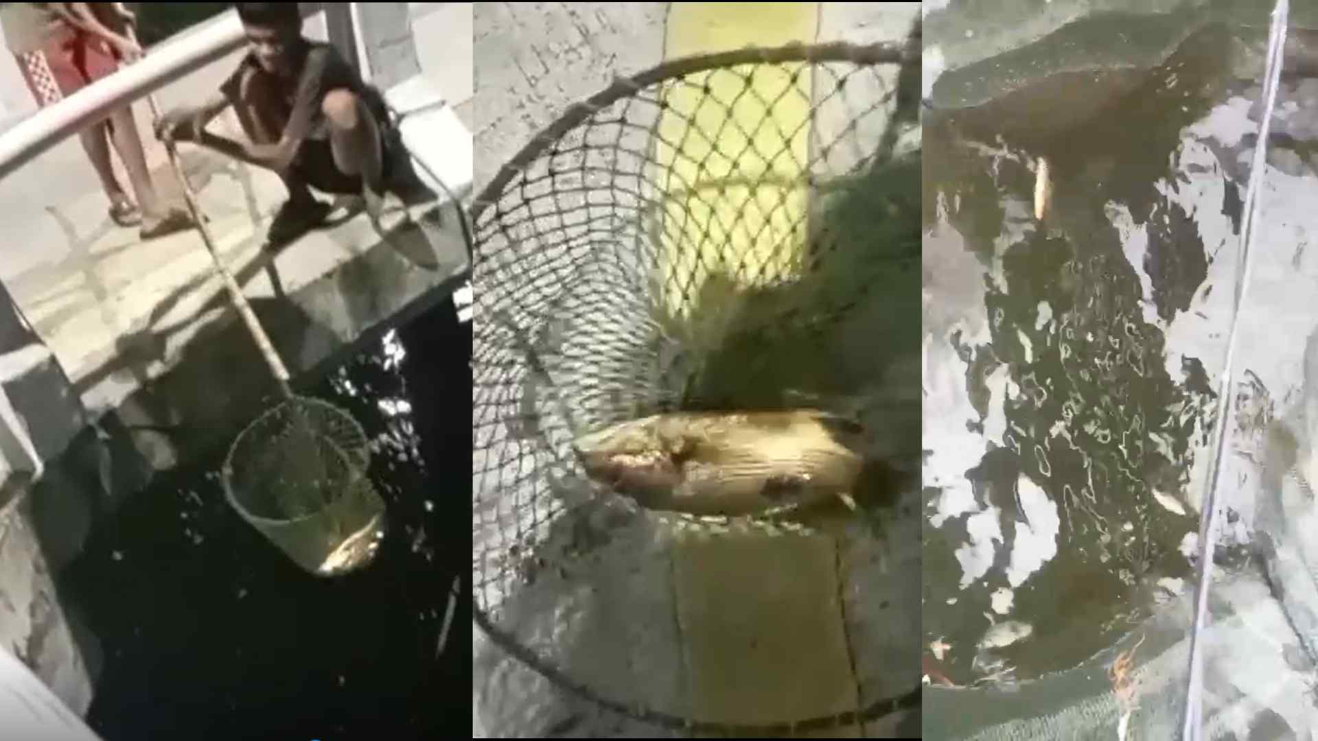 Ribuan Ikan di Tambak Milik Warga Kampung Selambai Bontang Mati Mendadak