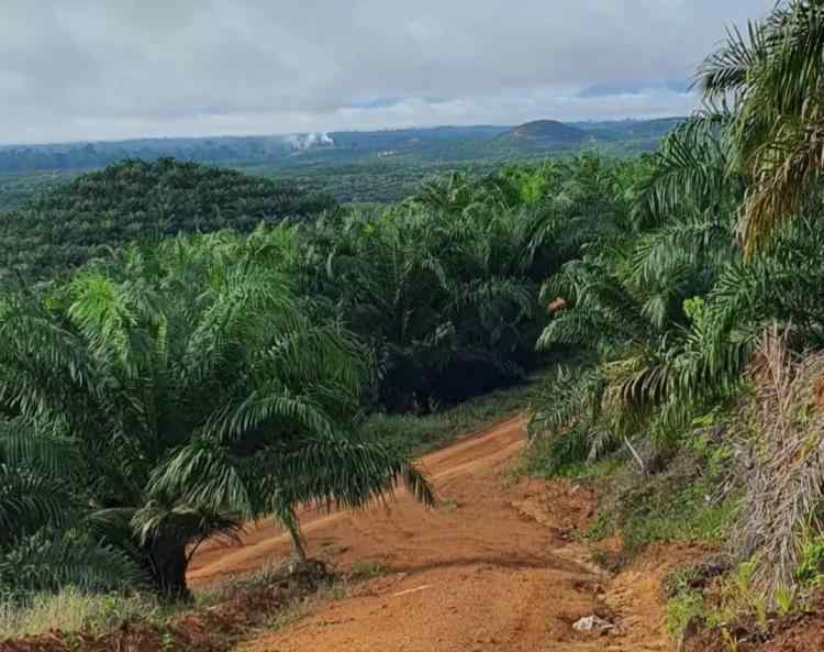 Pengawasan Limbah Sawit Harus Diperketat