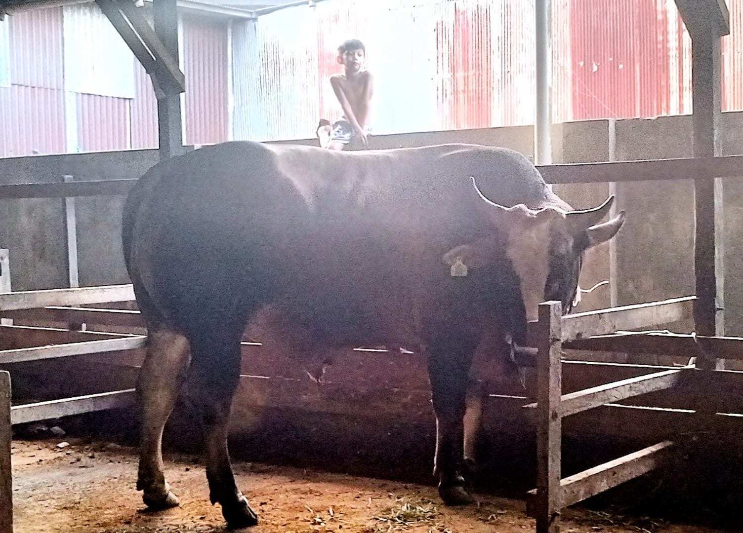 Stok Sapi Kurban di Bontang Berlimpah, Ada  1.134 Ekor, Jumlahnya Terus Bertambah