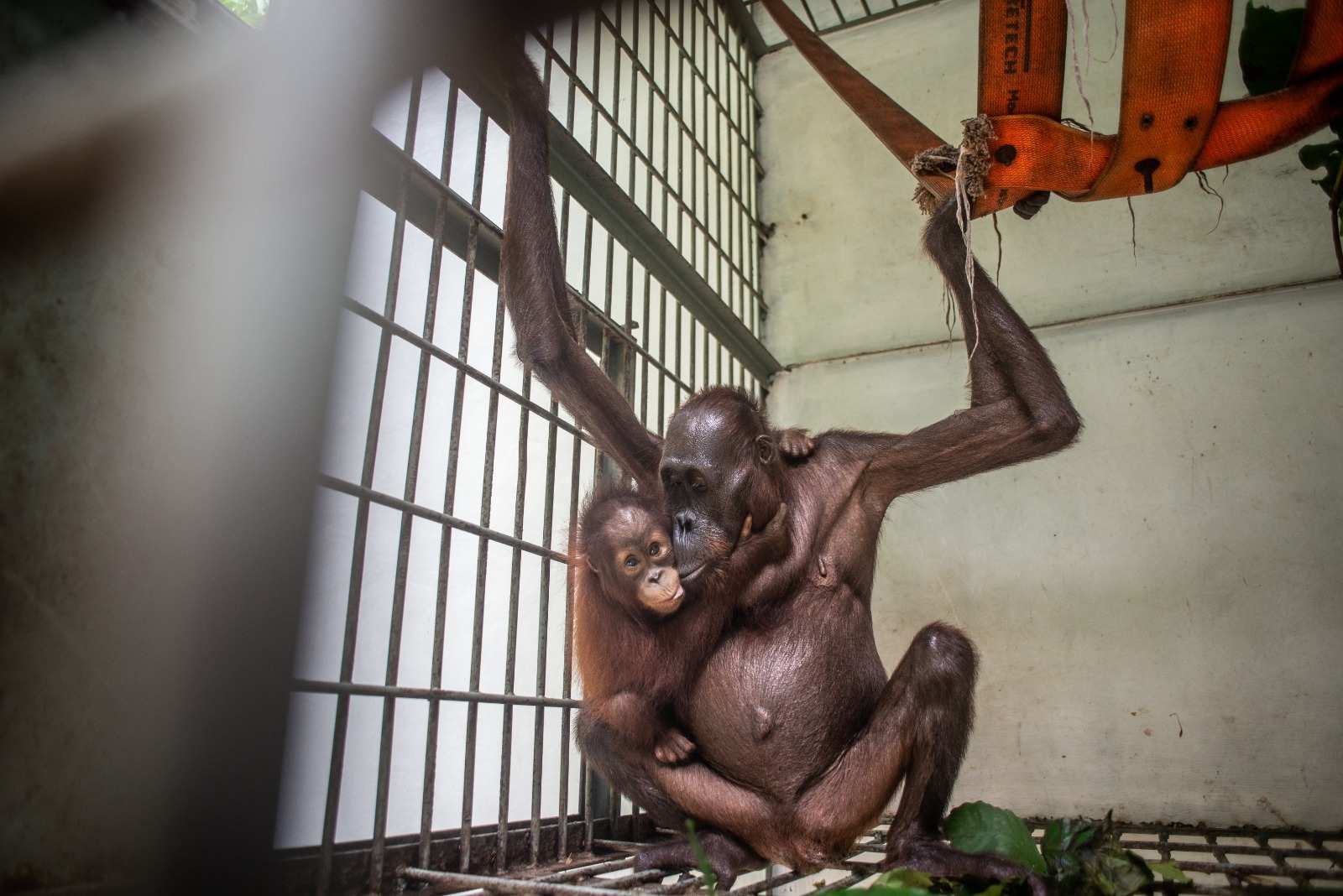 Dari Jalan Hauling ke Hutan Lindung: Kisah Penyelamatan Induk Orangutan dan Bayinya di Tengah Kepungan Tambang