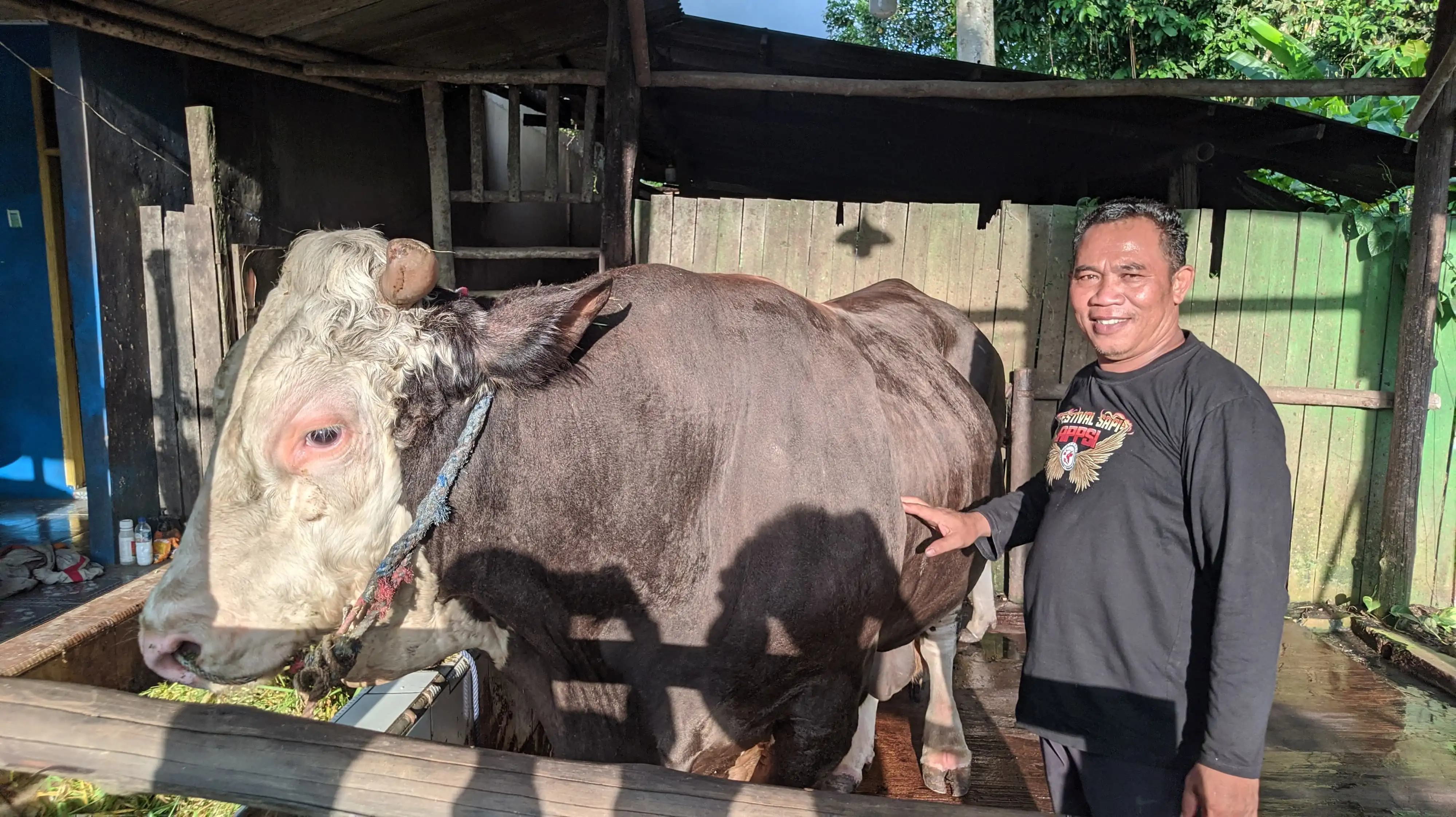 Peternak Samarinda Ungkap Tantangan Merawat Bejo, Sapi 'Monster' Kurban Presiden yang Pilih-Pilih Makan