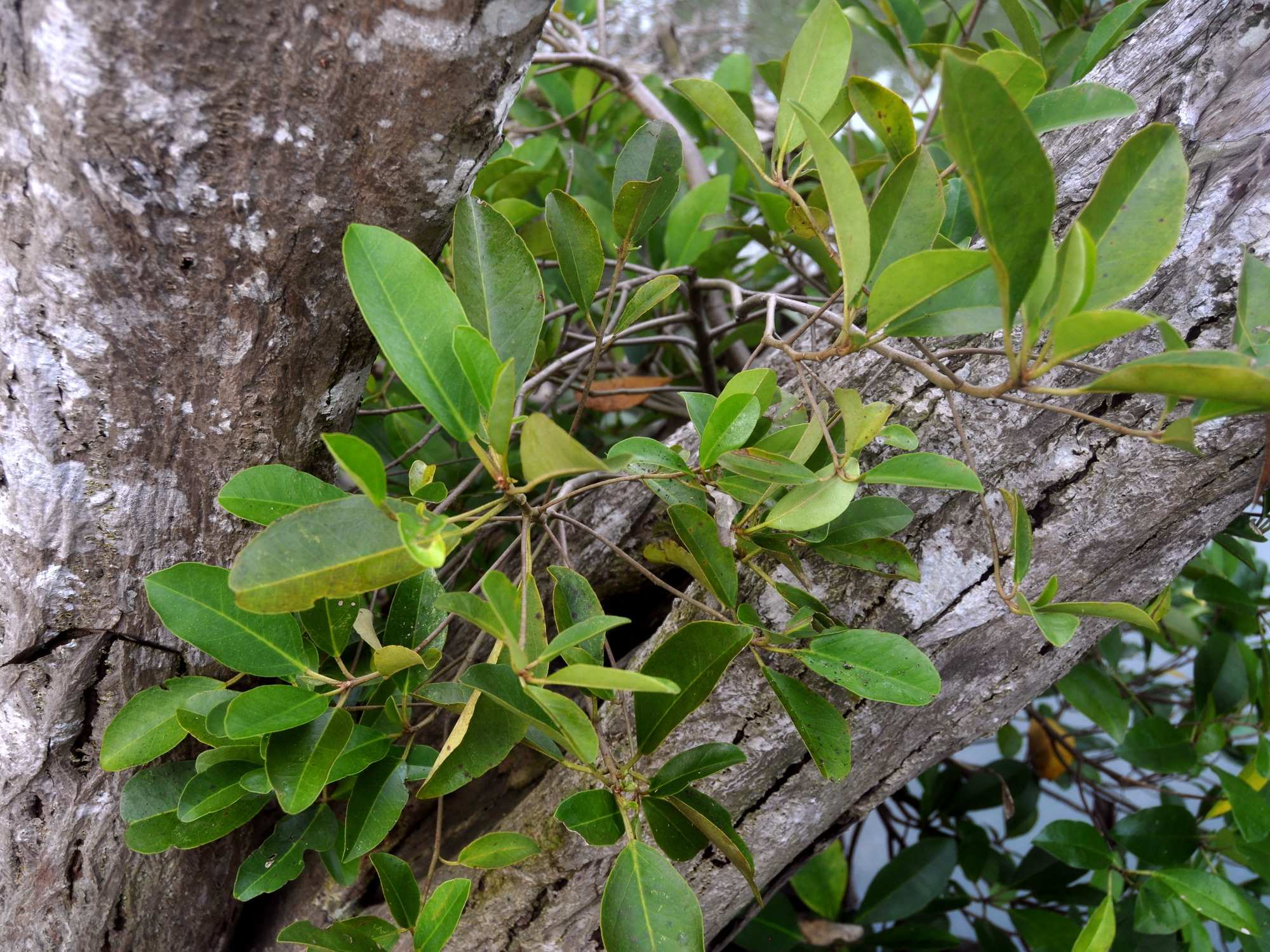 Terancam Punah, Mangrove Langka Kaltim Masuk Daftar Merah IUCN