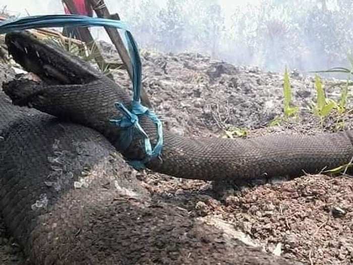 7 Tahun Berlalu, Ular Raksasa yang Tewas Terbakar di Pulau Kalimantan Itu Masih Jadi Perdebatan
