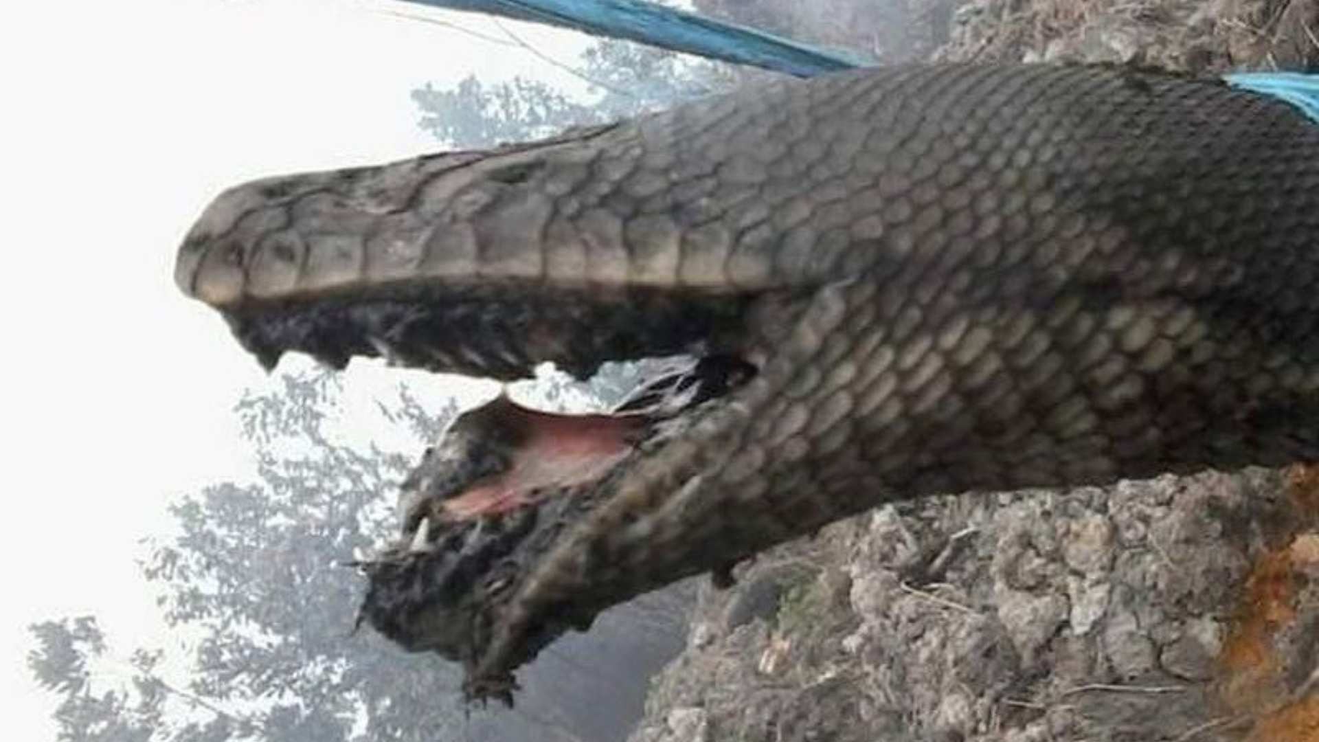 Analisa Panji Petualang soal Ular Raksasa yang Tewas Terbakar di Pulau Kalimantan