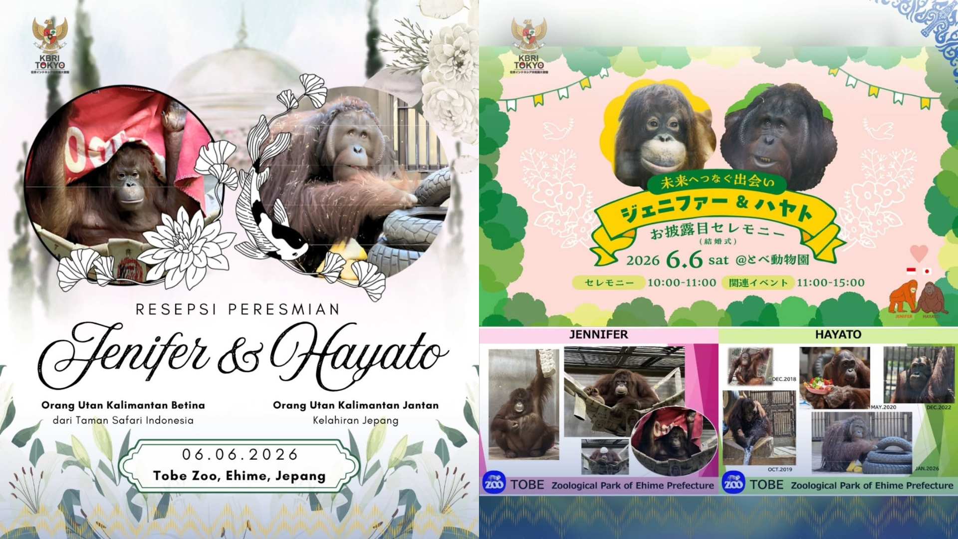 Cerita Resepsi Orang Utan Kalimantan di Jepang