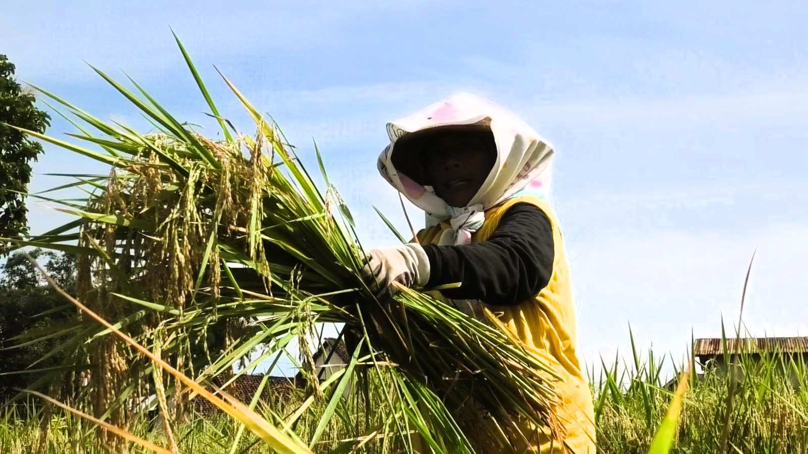 Kemarau Dipengaruhi El Nino, Aktivitas Pertanian Kaltim Disebut Aman dari Kondisi Ekstrem
