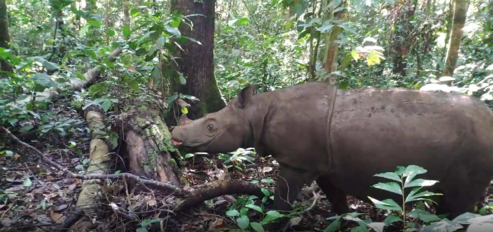 Buring Ayok dan Benteng Hijau Terakhir di Mahulu Kaltim (2-Habis)