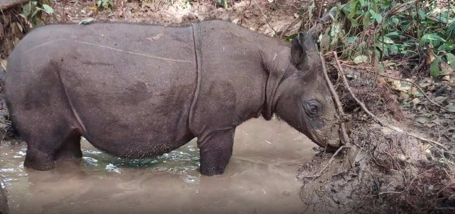 Bagaimana Jika Badak Kalimantan Mati Tanpa Diketahui? Pakar: Jangan sampai...