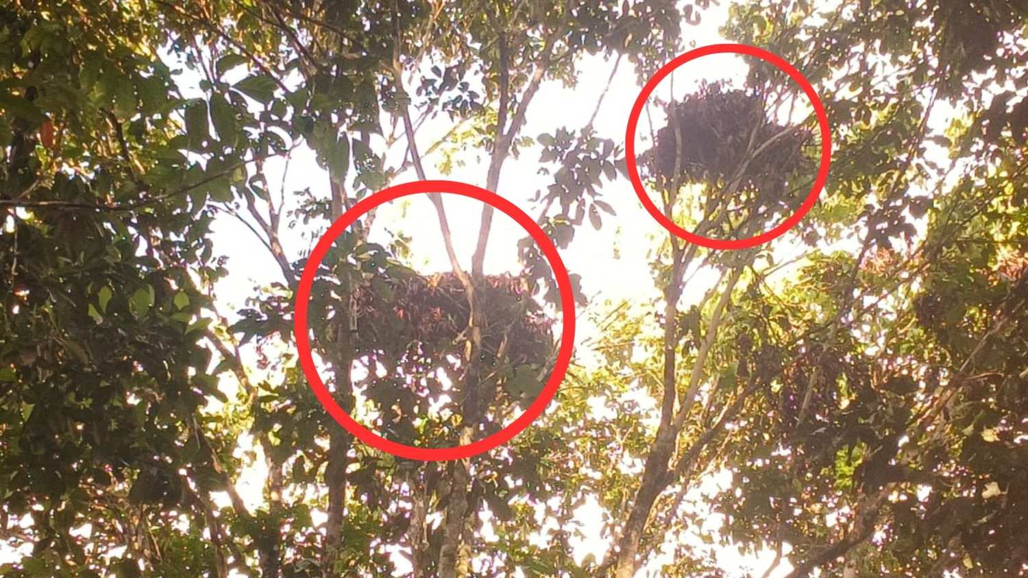 Orang Utan Tidur di Pohon Dekat Rumah Warga Desa Tebangan Lembak Kutim