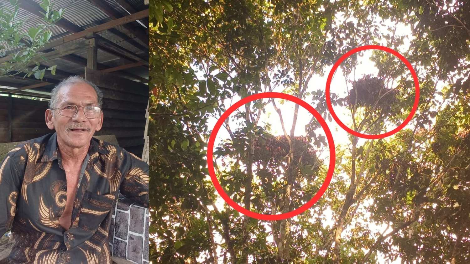 Hilangnya Ruang Hidup Warga dan Orang Utan di Desa Tebangan Lembak Kutim