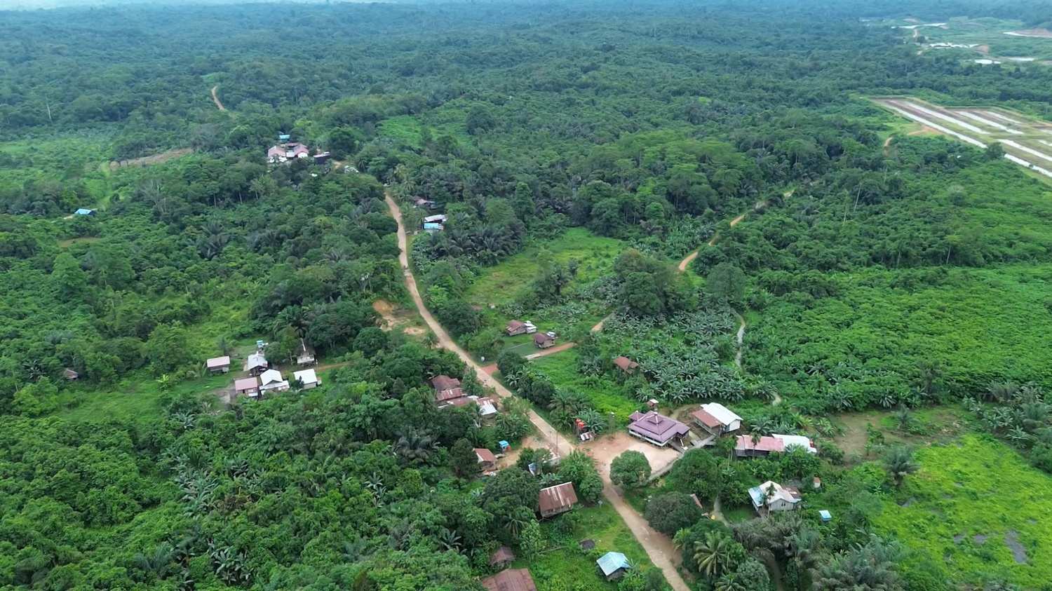 Di Tebangan Lembak Kutim, Sang Kera Besar Tak Lagi Takut Manusia