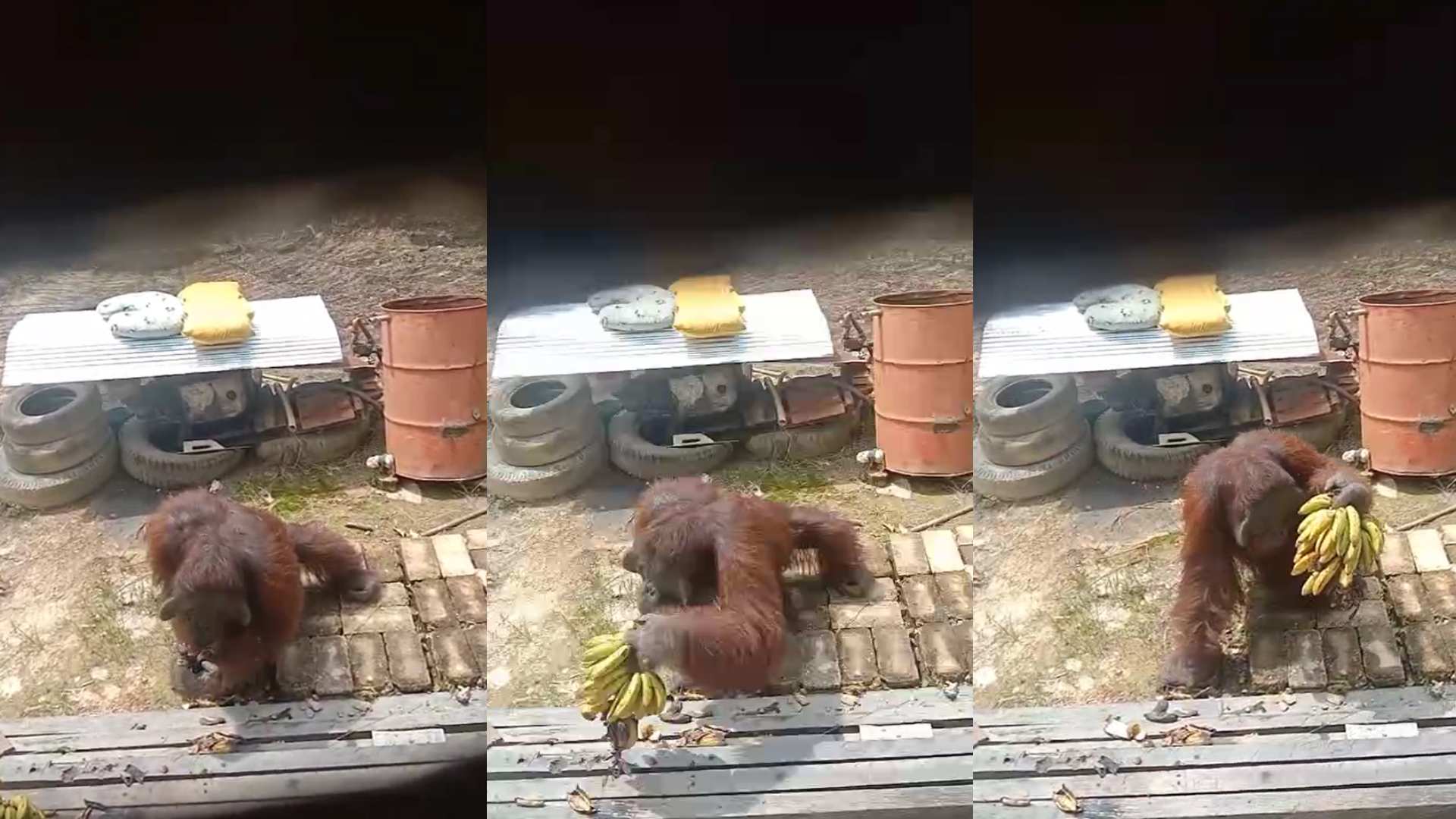 Berubahnya Hubungan Manusia dan Orang Utan di Tebangan Lembak Kutim: Sudah Dianggap Tetangga