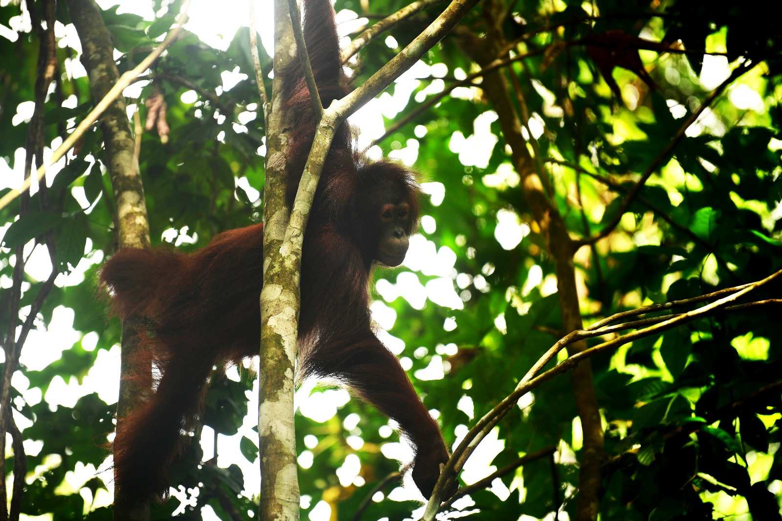 Jalan Panjang Tiga Orang Utan Kalimantan: Naluri Alami sempat Hilang